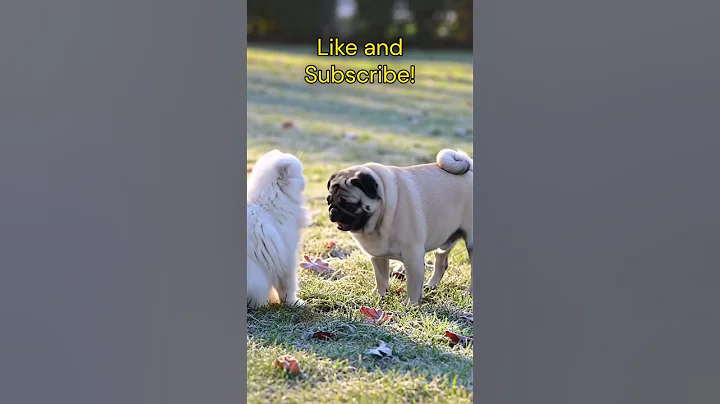 Video 8773261: adorable fluffy persian cat, adorable cats dogs