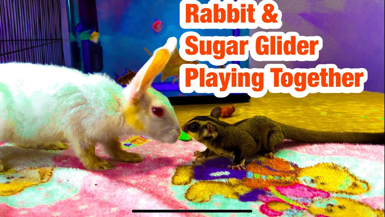Rabbit & Sugar Glider Are Playing Together | Pet Animals | Pet Animal ...