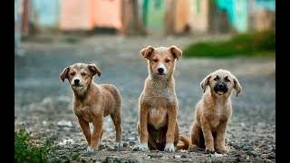 Смешные собаки и веселые щенки | Подборка видео приколов про веселых собачек #2