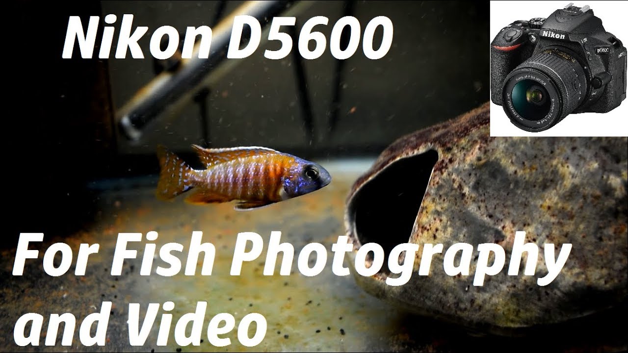 Nikon D5600 My NEW CAMERA Video Quality and First Impressions - YouTube