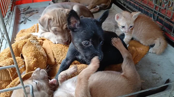 Video 8007391: scottish fold british shorthair, cat scottish fold british, fold british shorthair cute, scottish fold cat meowing, scottish fold cat kitten, scottish fold baby kittens