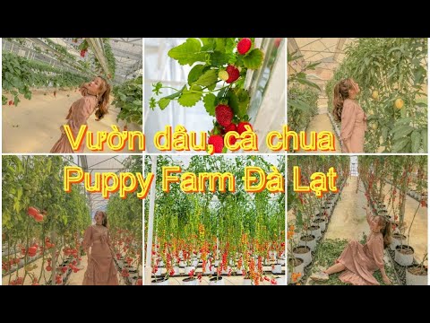 Video Du Lịch Đà Lạt - Thăm Vườn Dâu, Cà Chua, Sen Đá Puppy... - youtube