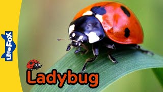 Meet the Animals | Ladybug | Insects | Stories for Kindergarten