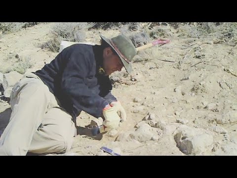 Video: Wie nennt man das Studium von Dinosauriern und Fossilien?