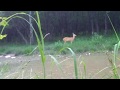 косуля (коза!!!) лает - roe deer barking (2:50)