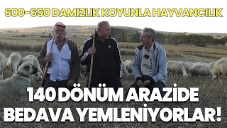 140 Dönüm Arazide Bedava Yemleniyorlar! / 600 - 650 Damızlık Koyunla Hayvancılık by ÇİFTÇİ TV 2,370 views 1 day ago 19 minutes