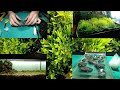 Яванский мох на камнях в синтипоне выращивание на суше/Javanese moss on stones in synttipon cultivat