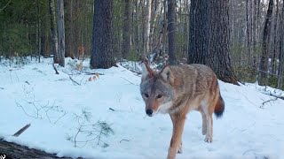 Winter Trail Cam Videos