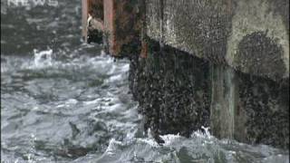 津波の第一波が到達　福島や千葉で40センチ観測（10/02/28）