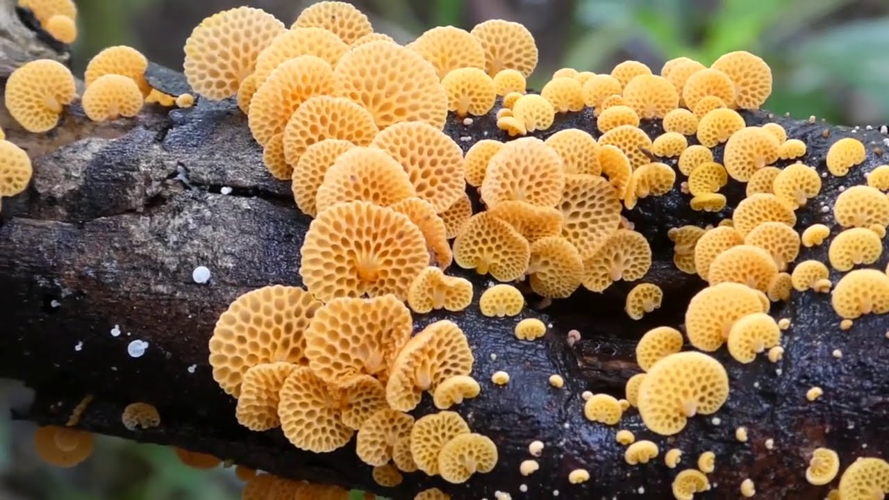 Favolaschia calocera