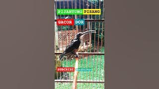 Pijantung Pisang Gacor Dor #pijantungpisanggacor #pijantungpisang