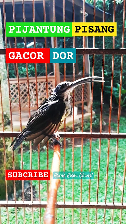 Pijantung Pisang Gacor Dor #pijantungpisanggacor #pijantungpisang