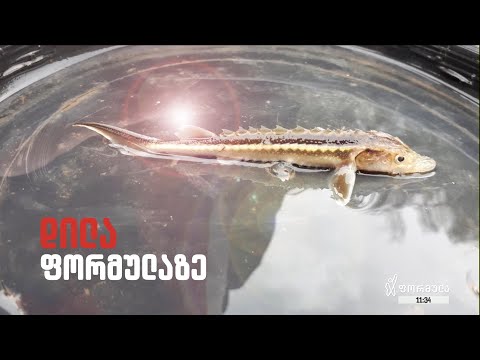 იშვიათი სახეობის ზუთხი