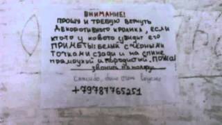 В Крыму едят домашних декоративных кролей В Крыму едят домашних декоративных кролей