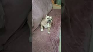 амбулли #михайловск #собака #мефистополь #americanbully #суперсобака #животные #puppy