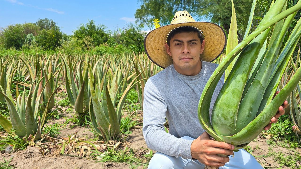 Cultivo De Sábila Por Campesinos Mexicanos