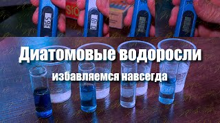 Диатомовые водоросли в аквариуме - причины возникновения и методы борьбы.