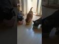 ご飯の1番争いが激しすぎたある朝