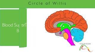 Circle of Willis -- Vascular Anatomy  of the  Brain