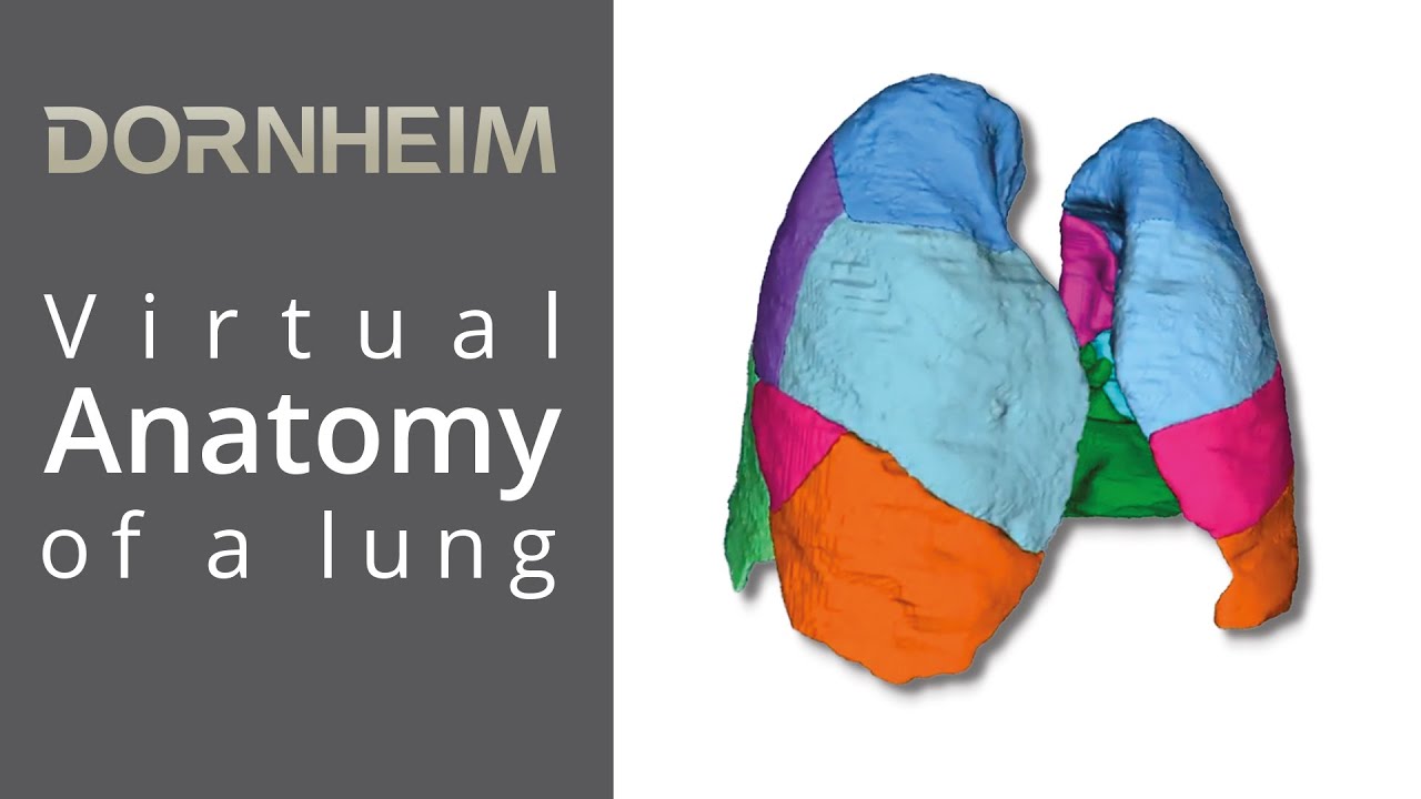 Virtual anatomy of a lung