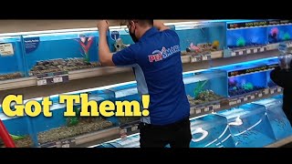 New Cichlids From Petsmart