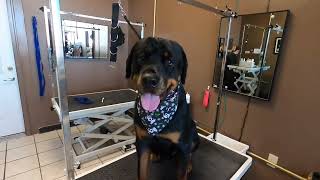 Double the Rottweilers are double the fun! Dog grooming by Size Matters Dog Grooming 209 views 1 year ago 2 minutes, 1 second