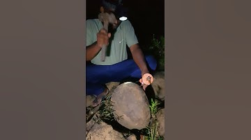 Cracked This Rock and Found Dinosaur Bones?! 😳