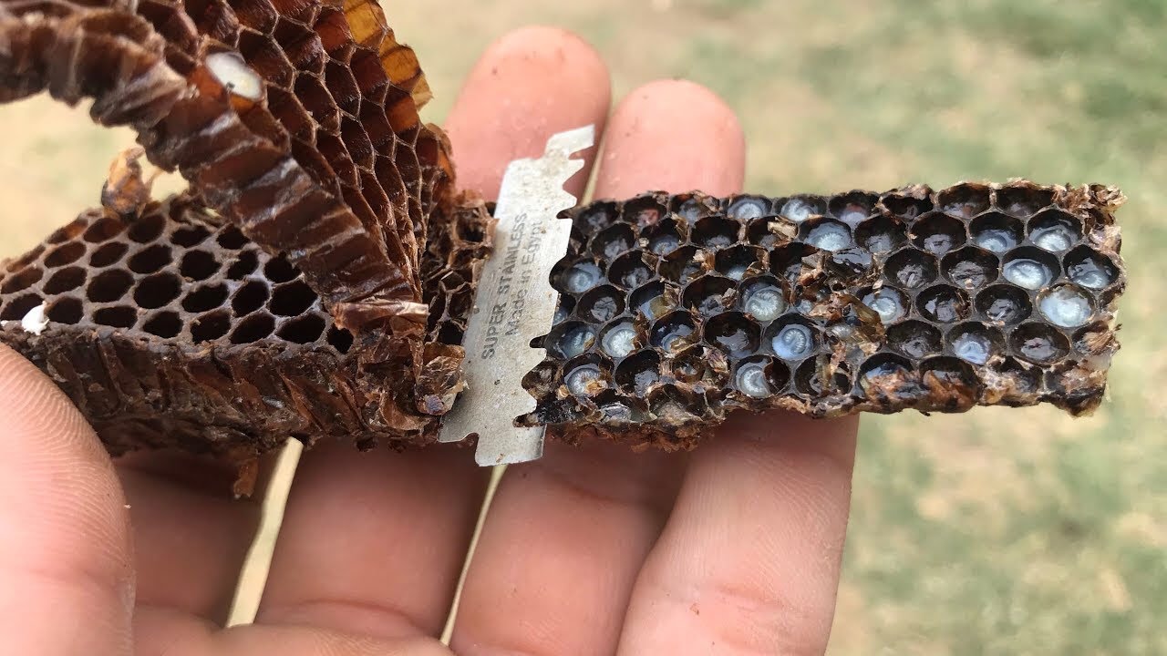 طريقه رقم (١)تربيه الملكات النحل اليدويه اصبحت اسهل شاهد الانBreeding Queen