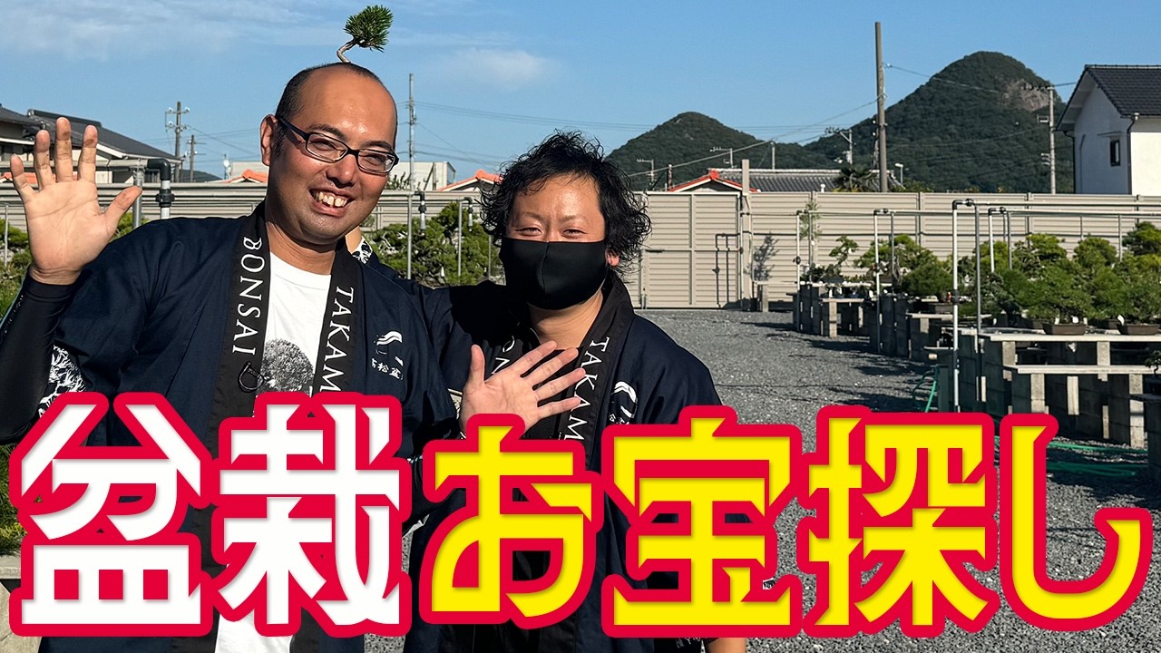 四国五葉松盆栽 値下げ交渉⭕️ 極上五葉松 松富士の盆栽を販売｜盆栽