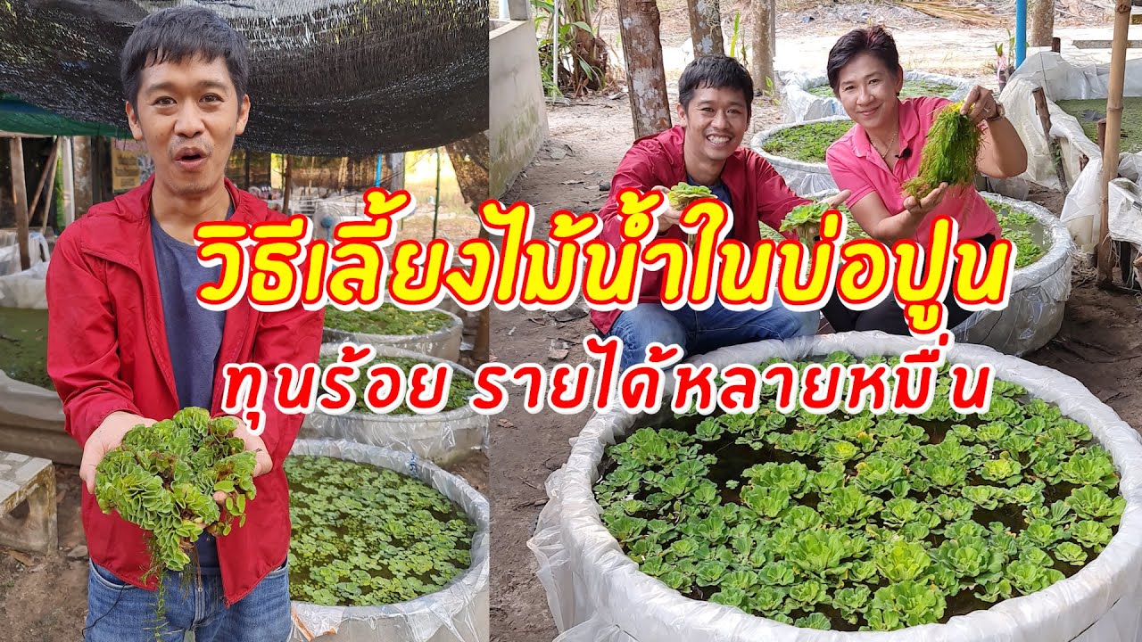 วิธีเลี้ยงไม้น้ำเป็นอาชีพ เลี้ยงง่าย ทุนหลักร้อย สร้างรายได้หลายหมื่น | เอิร์ธสดชื่น