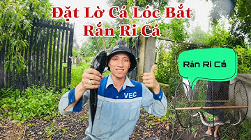 Đặt Lờ Cá Lóc Mùa Mưa Bắt Được Rắn Ri Cá #lơcacaitien #đặtlờcá #calocdong #vinhtrangvlog