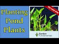 How to Plant Pond Plants 🔮🦟️🌈 The Easy Way - Without Soil