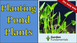 How to Plant Pond Plants 🔮🦟️🌈 The Easy Way - Without Soil