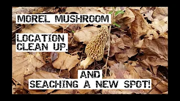 Morel Mushrooms, Location Clean Up  And Searching A New Spot!