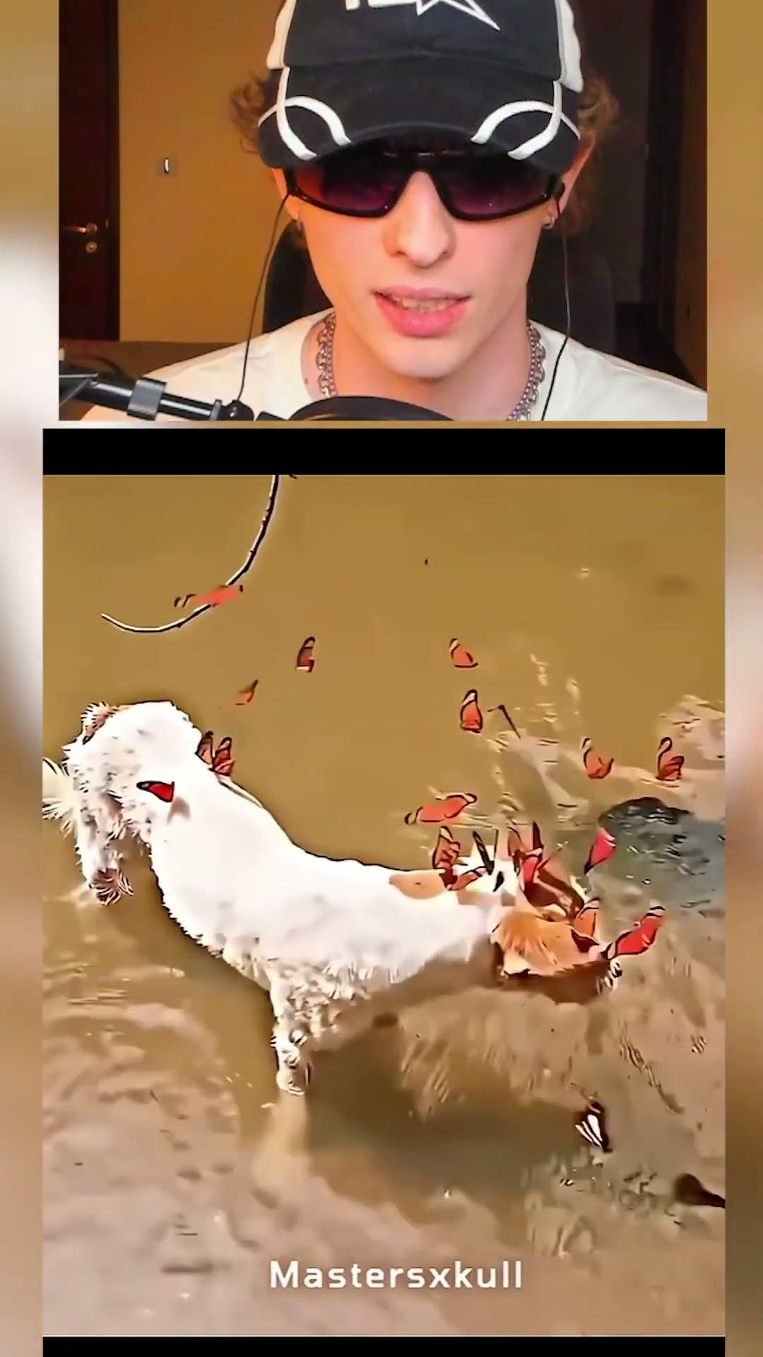 El GATO BASADO?