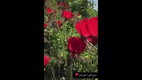 (قُلْ سِيرُوا فِي الْأَرْضِ فَانظُرُوا كَيْفَ بَدَأَ الْخَلْقَ)جديد من إبداعات القارئ عبدالرحمن مسعد