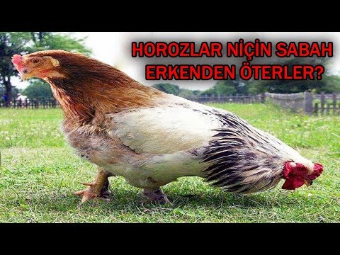 Video: Horozlar Neden öter