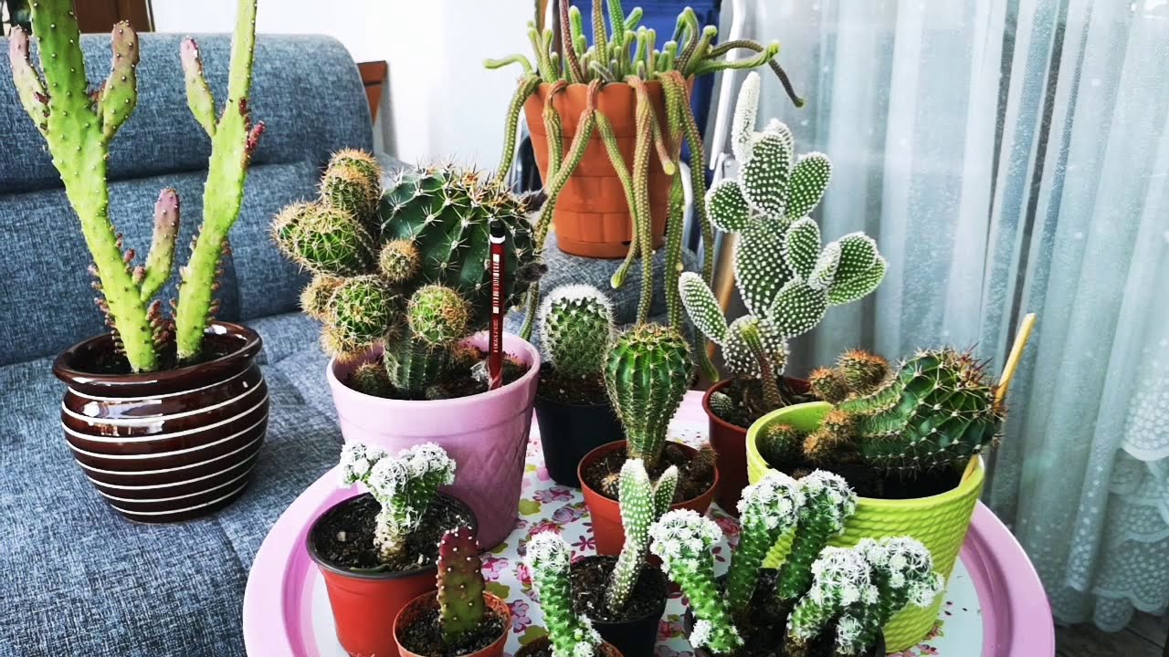 🌵KAKTÜS ÇOĞALTMA, YAVRU AYIRMA NASIL YAPILIR? #leşkaktüsü #yılankaktüsü #kaynanatopuzu #kaynanadili