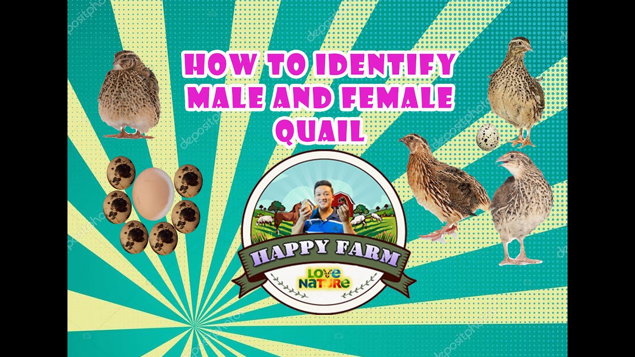 How to identify male and female quail bird. YouTube
