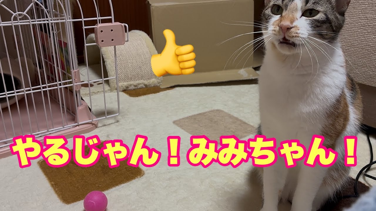 mimiネコ☆ページです☆ You did it, Mimi-chan! 691 - YouTube