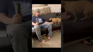 Short video funny dogs and cute dogs #shorts