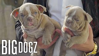 This Micro-Bully Puppy Will Cost You $10,000 | BIG DOGZ