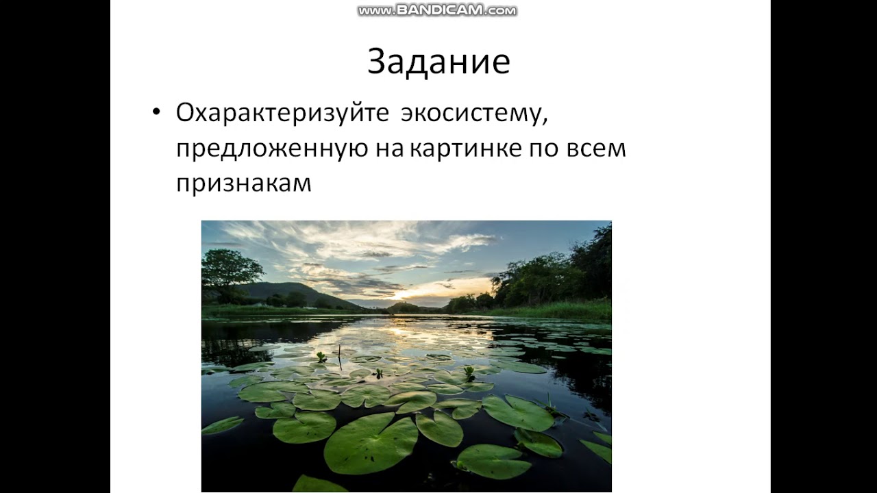 Влияние человека на экосистемы. Факторы экосистемы. Влияние человека на экосистемы презентация. Влияние человека на экосистемы презентация 11 класс.