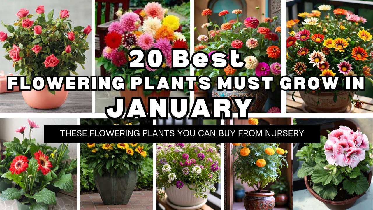 20 Best flowering plants, you must Grow in January February Must Buy flower 🌺🌻🌹🌷Plants 