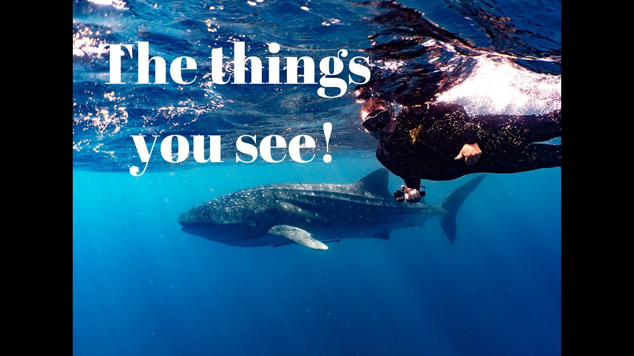 Ep036 – The things you see!!!Snorkeling with whalesharks
