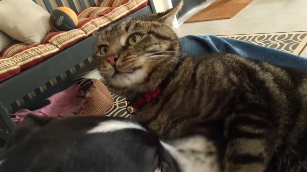 The most patient cat in the world YouTube