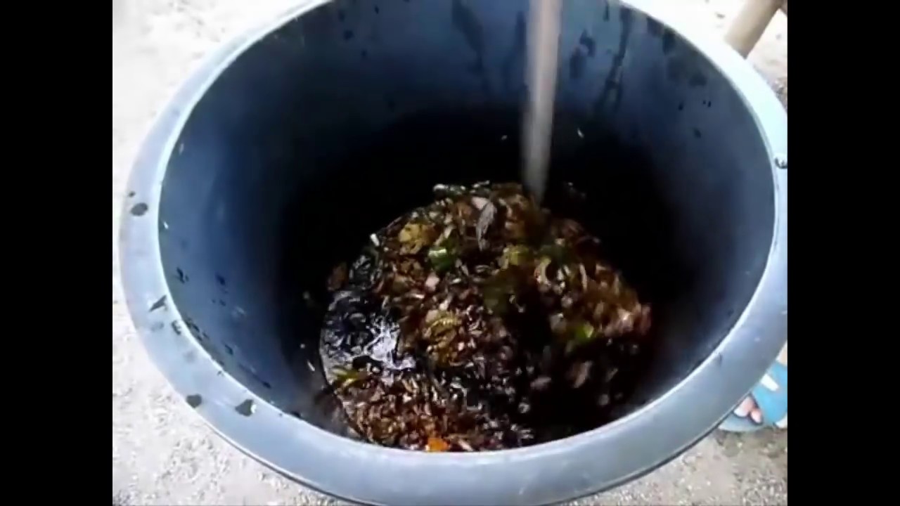 จุลินทรีย์หน่อกล้วย หรือน้ำหมักจากหน่อกล้วย 10 วันใช้ได้