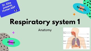 9 Respiratory System 1