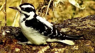 Decorah North Nest~A Downy woodpecker female on the nest tree~2020\/11\/02