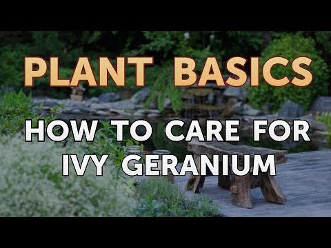 How to Care for Ivy Geranium